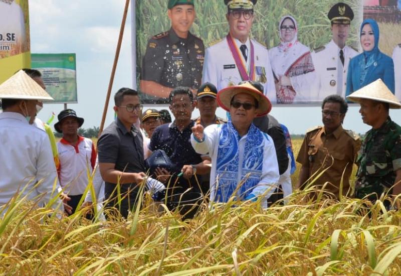 Gubernur Jambi, Dr.Drs.H.Fachrori Umar,M.Hum saat melakukan Panen Penangkar Benih Padi Inbrida pada Kelompok Tani Harapan Mulia, di Desa Simpang Datuk Kecamatan Nipah Panjang Kabupaten Tanjung Jabung Timur.