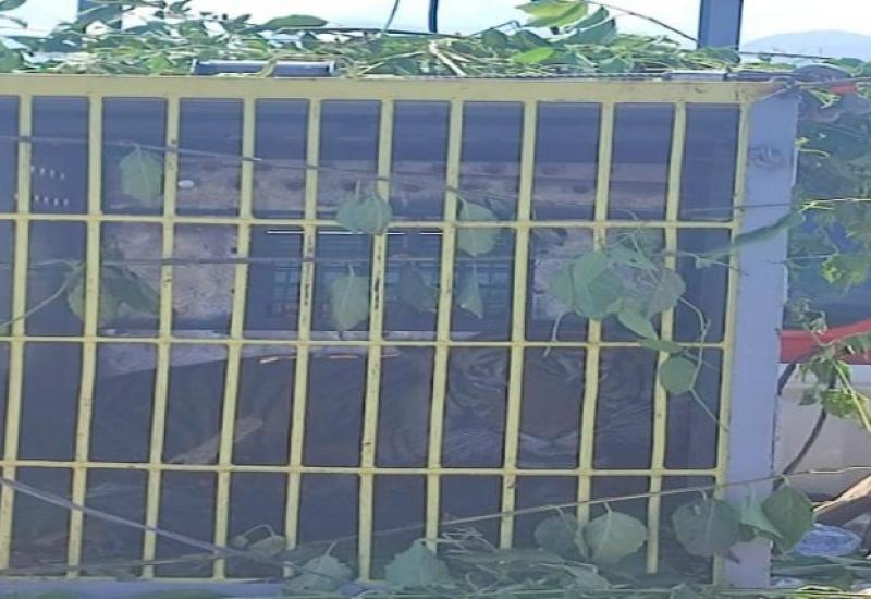 Warga Dharap Berhati – Hati, Dua Harimau Sumatrae Dilepas Liarkan  Di TNKS Kerinci 