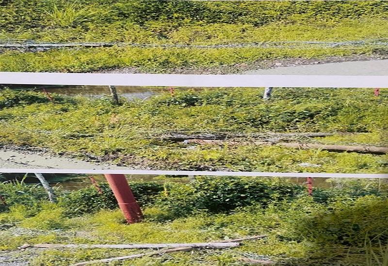 Perusakan pagar ladanG sawit milik Ronal Silaloho diduga oknum yang tak bertanggung jawab yang pelaku diduga di bayar untuk perusakan pagar besi lebih dari 100 batang besi sehingga pagar sawit terbuka lebar di Muara Imat, Kamis (15/9). 