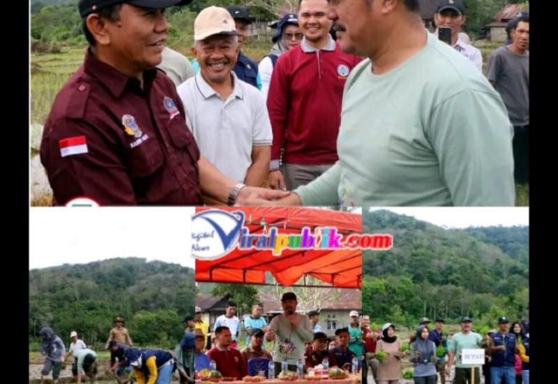 Bupati Kerinci Bersama Dinas Ketahanan Pangan dan Holtikultora Turun Ke Sawah Bupati Kerinci Bersama Dinas Ketahanan Pangan dan Holtikultora Turun Ke Sawah