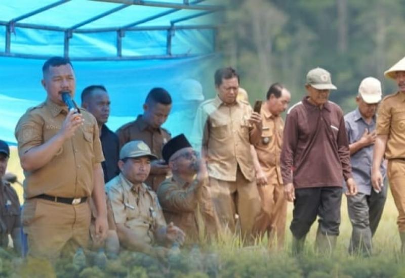 Bupati Kerinci Monadi Hadiri Panen Raya Padi di Desa Talang Kemulun