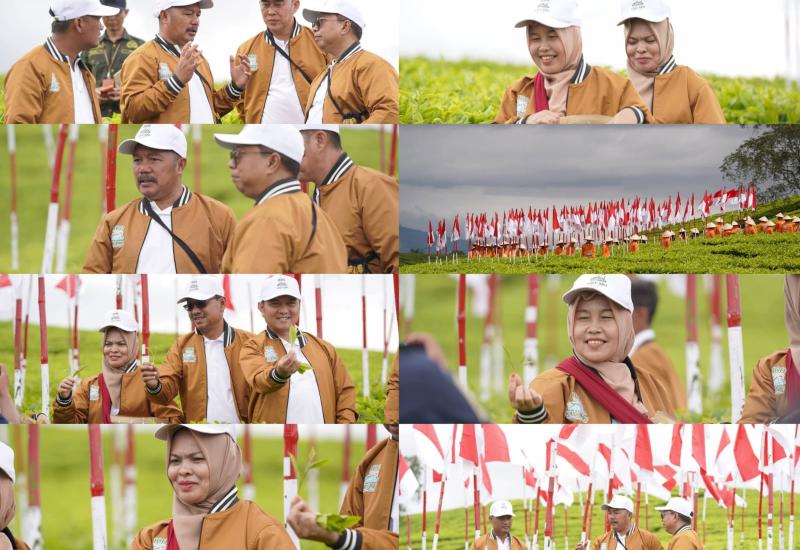 Satu Abad Perjalanan Kebun Teh Kayu Aro (1925-2025)