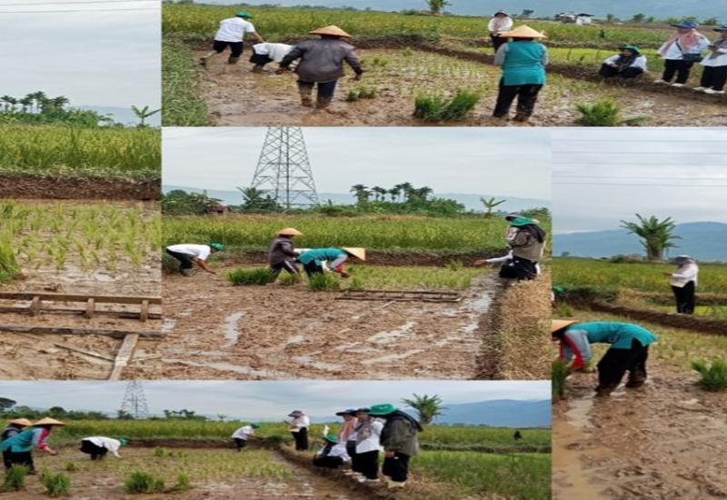 Sinergi Dorong PAT Padi Gogo: 18 Hektar Lahan Kering di Lubuk Suli Kerinci Siap Optimalkan Ketahanan Pangan