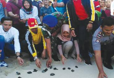 Pelepasan Tukik oleh Bupati Kaur Gusril Fauzi, S. Sos dan Mahasiswa KKN UGM , Jumat (28-7-2017)