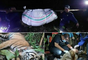 Salah satu Harimau Sumatera yang mati tersebut bernama Citra Kartini yang berasal dari Suaka Satwa (Sanctuary) Barumun, Sumatera Utara yang dilepasliarkan oleh BKSDA dan TNKS dalam kurun waktu 1 bulan.