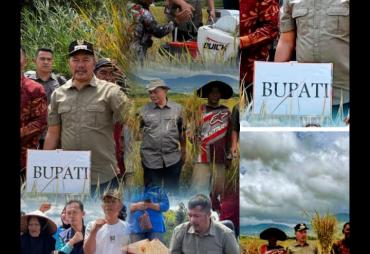 Surplus 100 Ribu Ton Beras, Bupati Kerinci Tanam dan Panen Padi