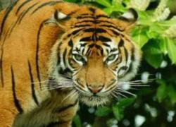 Dua Harimau Resahkan Warga Kerinci 