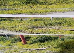 Perusakan pagar ladanG sawit milik Ronal Silaloho diduga oknum yang tak bertanggung jawab yang pelaku diduga di bayar untuk perusakan pagar besi lebih dari 100 batang besi sehingga pagar sawit terbuka lebar di Muara Imat, Kamis (15/9). 