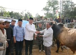 Pemkot Sungai Penuh Serahkan Bantuan Sapi Kurban Seberat 846 KG dari Presiden Prabowo 