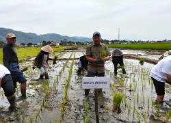 Bupati Kerinci Berikan Bantuan mesin Hidrotiller Kura-kura dan Benih Sekaligus Penanaman Padi Serentak  Bupati Kerinci Berikan Bantuan mesin Hidrotiller Kura-kura dan Benih Sekaligus Penanaman Padi Serentak