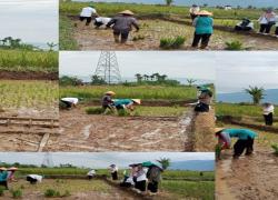 Sinergi Dorong PAT Padi Gogo: 18 Hektar Lahan Kering di Lubuk Suli Kerinci Siap Optimalkan Ketahanan Pangan