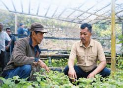 Strategi Pengembangan Nilam Kerinci untuk Keberlanjutan Ekonomi Petani Lokal